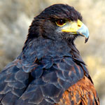 Falconry Outfitters's Avatar