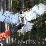 falconer.12's Avatar