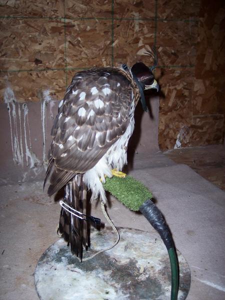Dandelion arrives!