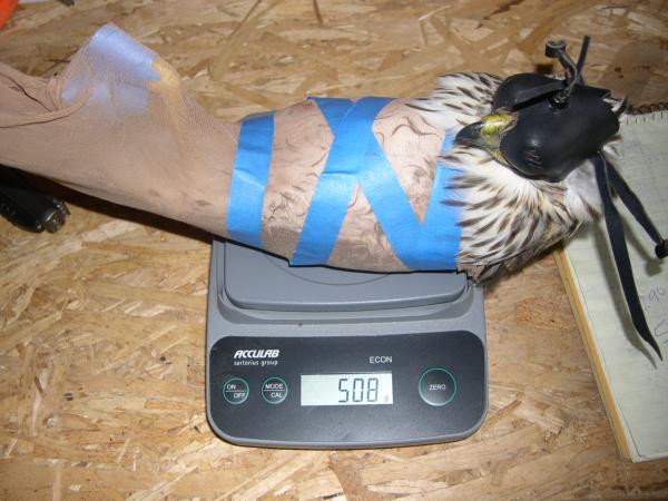 Fanny on the scale