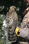 1st passage gos.  Tiercel caught in SGT August 28th.