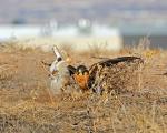 atcfalconry's Avatar