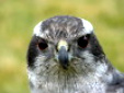 Goshawk65's Avatar