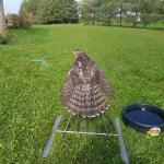 Northernhawker's Avatar