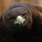 MadAustringer's Avatar