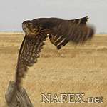 falconer_39's Avatar